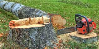 Professional Tree Care in Union Gap, WA