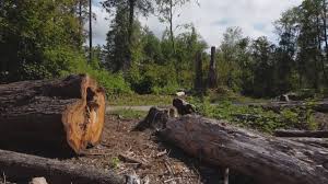 Best Tree Preservation Services  in Union Gap, WA