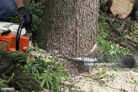 How Our Tree Care Process Works  in  Union Gap, WA