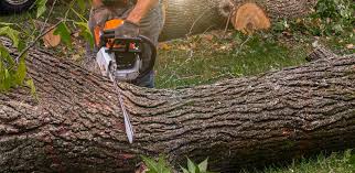 Best Stump Grinding and Removal  in Union Gap, WA