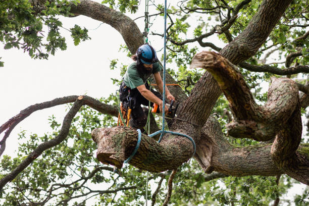 Best Tree Disease Treatment  in Union Gap, WA