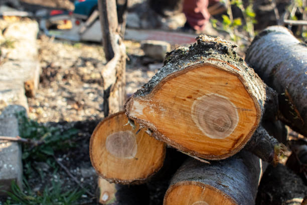  Union Gap, WA Tree Care Pros