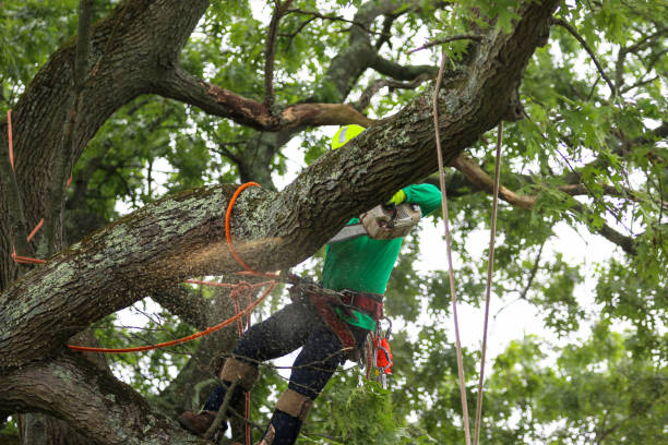 Best Storm Damage Tree Cleanup  in Union Gap, WA