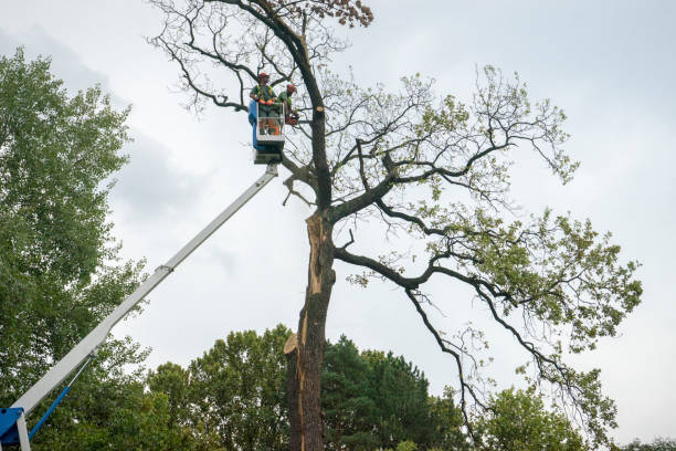 Best Utility Line Clearance  in Union Gap, WA