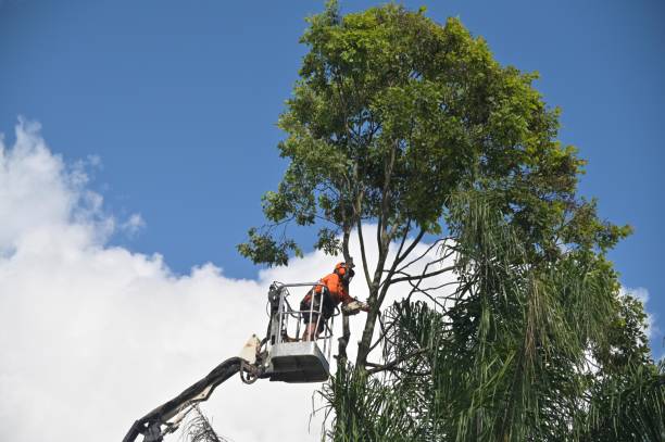 Best Tree and Shrub Care  in Union Gap, WA