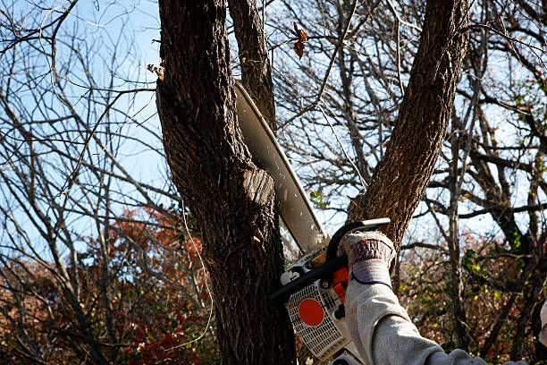 Best Hedge Trimming  in Union Gap, WA