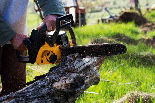 Best Tree Cabling and Bracing  in Union Gap, WA