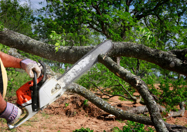 Best Arborist Consultation Services  in Union Gap, WA