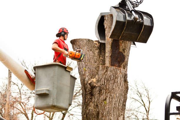 Best Tree Risk Assessment  in Union Gap, WA